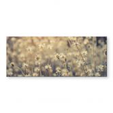 Acrylglasbild Mexican Daisy - Panorama 