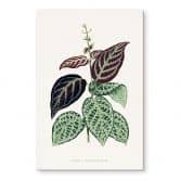 Tableau sur verre acrylique Illustration de feuille - Bignonia Argyro Violascea 