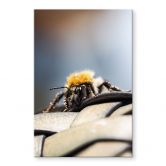 Acrylglasbild Brown - Makro Biene 