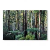 Tableau en verre acrylique Forêt d'eucalyptus dans les Yarra Ranges - Colombo 