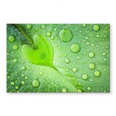 Acrylglasbild Foto - Herz aus Wassertropfen auf grünem Blatt 