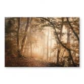 Acrylglasbild Wald im morgendlichen Nebel - Maier 