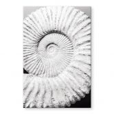 Acrylglas Fossile Muschel - Shot by Clint 