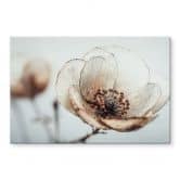 Acrylglasbild Trockenblüte Beige Naturpoesie - Treechild 