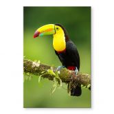 Acrylglasbild van Duijn - Fischertukan in Costa Rica 