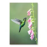 Acrylglasbild van Duijn - Kolibri im rosa Blütenzauber 