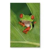 Acrylglasbild Laubfrosch im Regenwald - van Duijn 