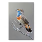 Acrylglasbild Singendes Blaukehlchen - van Duijn 