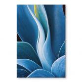 Acrylglasbild Wechsler - Pflanzen Stillleben Agave 