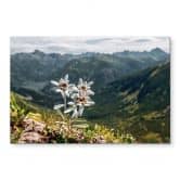 Tableau en verre acrylique Blanc des Alpes-Edelweiss sur la montagne 
