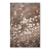 Wandbild Zarte Gräser im Herbstlicht - Collins - Alu-Dibond 