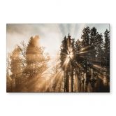 Wandbild Lichtstrahlen im Wald - Eisenmann - Alu-Dibond 