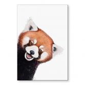 Wandbild Roter Panda - Korenkova - Alu-Dibond 