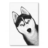 Fototapet Siberian husky - hundeportræt - aluminium dibond - Korenkova 