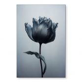 Wandbild Samtige Tulpe in Schwarz - Paksoylu - Alu-Dibond 