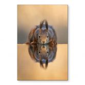 Wandbild Eichhörnchen am Wasser - van Duijn - Alu-Dibond 
