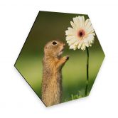 Hexagon - Alu-Dibond van Duijn - Erdhörnchen mit Gerbera 