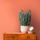 matt orange plain wallpaper - modern non-woven wallpaper - smooth wallpaper 