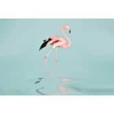 Livingwalls Fototapete ARTist Flamingo Water mit Flamingo rosa, türkis 