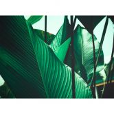 Livingwalls Fototapete Designwalls Leaf Stalks Natur 