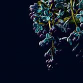 Fototapete Blumen DarkFlowers2 in schwarz lila - Vliestapete Designwalls 2 - 2,55 x 3,5 m 