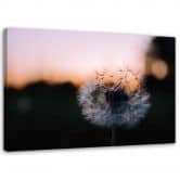 Leinwandbild, Pusteblume und Sonnenuntergang 