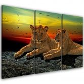 Leinwandbild 3-teilig, Löwen Wildnis Afrika Natur 