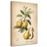 Leinwandbild, Obst Weinlese-Birne 