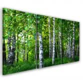 Leinwandbild 3-teilig, Birkenwald Grün 