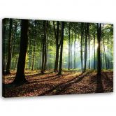 Leinwandbild, Wald bei Sonnenaufgang 