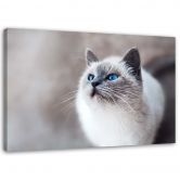 Canvasbillede, Sibiriske kattedyr 
