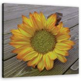 Leinwandbild, Gelbe Sonnenblume 