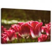 Leinwandbild, Blühende Tulpen 