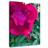 Canvas schilderij, Pioenroos bloemen 