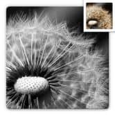 Glasbild Dandelion 