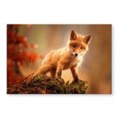 Glasbild Adamec - Junger Fuchs im Wald 