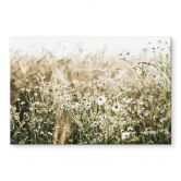 Glasbild Sommerwiese mit Kamille - Annie 