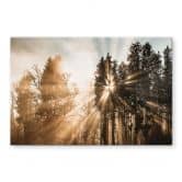 Glasbild Lichtstrahlen im Wald - Eisenmann 