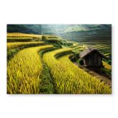 Glasbild Intarob - Reisfelder in Vietnam 