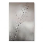 Glasschilderijen met natuurfotografie - Grasspriet met dauwdruppels - Sillen 