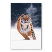 Glasbild Sibirischer Tiger im Schnee - van Duijn 
