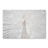 Glasbild Fegari - Weißer Pfau 