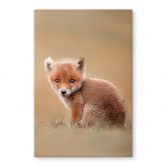 Glasbild van Duijn - Baby Fuchs 