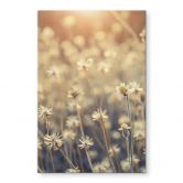 Glasbild Mexican Daisy - Close up 