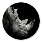 Glasbild Meermann - Das Nashorn - Rund 