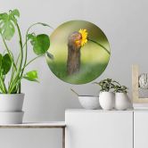 Glasbild van Duijn - Erdhörnchen riecht an Blume - Rund 