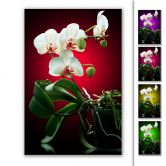 Wandbild Blütenpracht einer Orchidee 