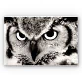 Tableau Forex - Fier hibou 