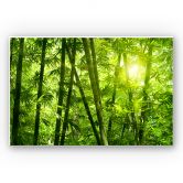 Leichtes Wandbild Sonnenschein im Bambuswald | mattes Finish 