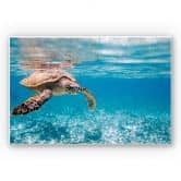 Wandbild Schildkröte auf Reisen 
